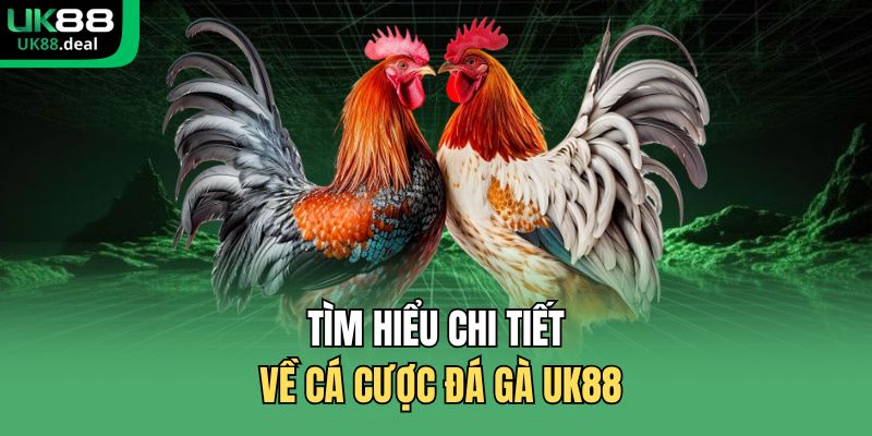 Cá Cược Đá Gà UK88 – Sảnh Đá Gà Uy Tín, Tỷ Lệ Kèo Cao 1 Tìm hiểu chi tiết về cá cược đá gà UK88
